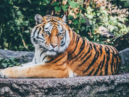 World Tiger Day: Highlighting The Plight Of Majestic, Stunning Big Cat