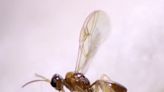 'Alien' xenomorph wasp that bursts from a fly's abdomen found in US