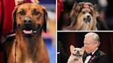 National Dog Show 2023: The Winner Is…