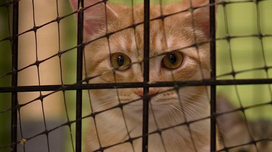 Muskegon animal shelter breaks fundraising record