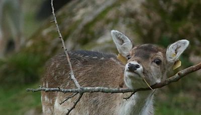 Wicklow Mountains National Park visitors asked not to feed deer