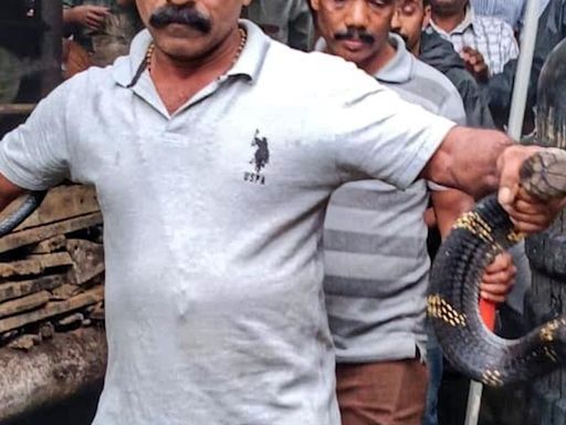 King Cobra captured in Mankulam, released into the wild