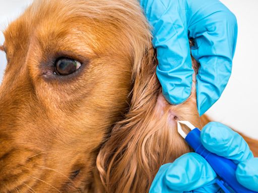 Map reveals 32 states where dog owners warned of common tick-borne disease