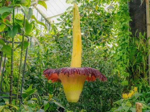 Rare corpse flower that stinks of rotting flesh blooms at Kew Gardens