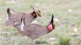 Lesser prairie chicken could see protections via renewable energy projects in New Mexico