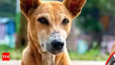 Karnataka man ties dog to scooter, drags it for 6km | India News - Times of India