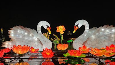 Saint Louis Zoo’s ‘Animals Aglow’ showcases stunning lanterns