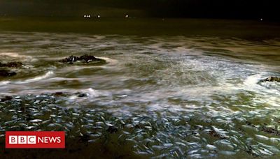Os peixes que promovem 'orgias' nas praias da Califórnia em rituais ordenados pela Lua