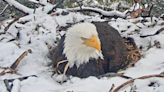 Concern grows over Big Bear bald eagle eggs that have not yet hatched