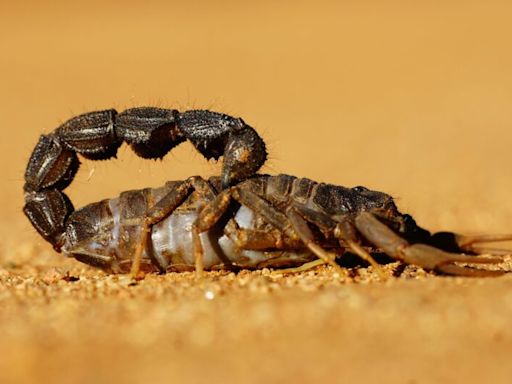 Lifeform of the week: Scorpions