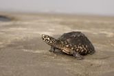 Black pond turtle