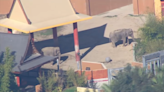 LA Zoo ordered to look into the deaths of two of their elephants