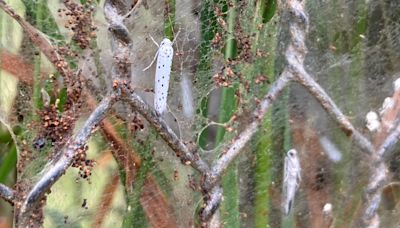 Moths wreak 'unprecedented' destruction on orchard