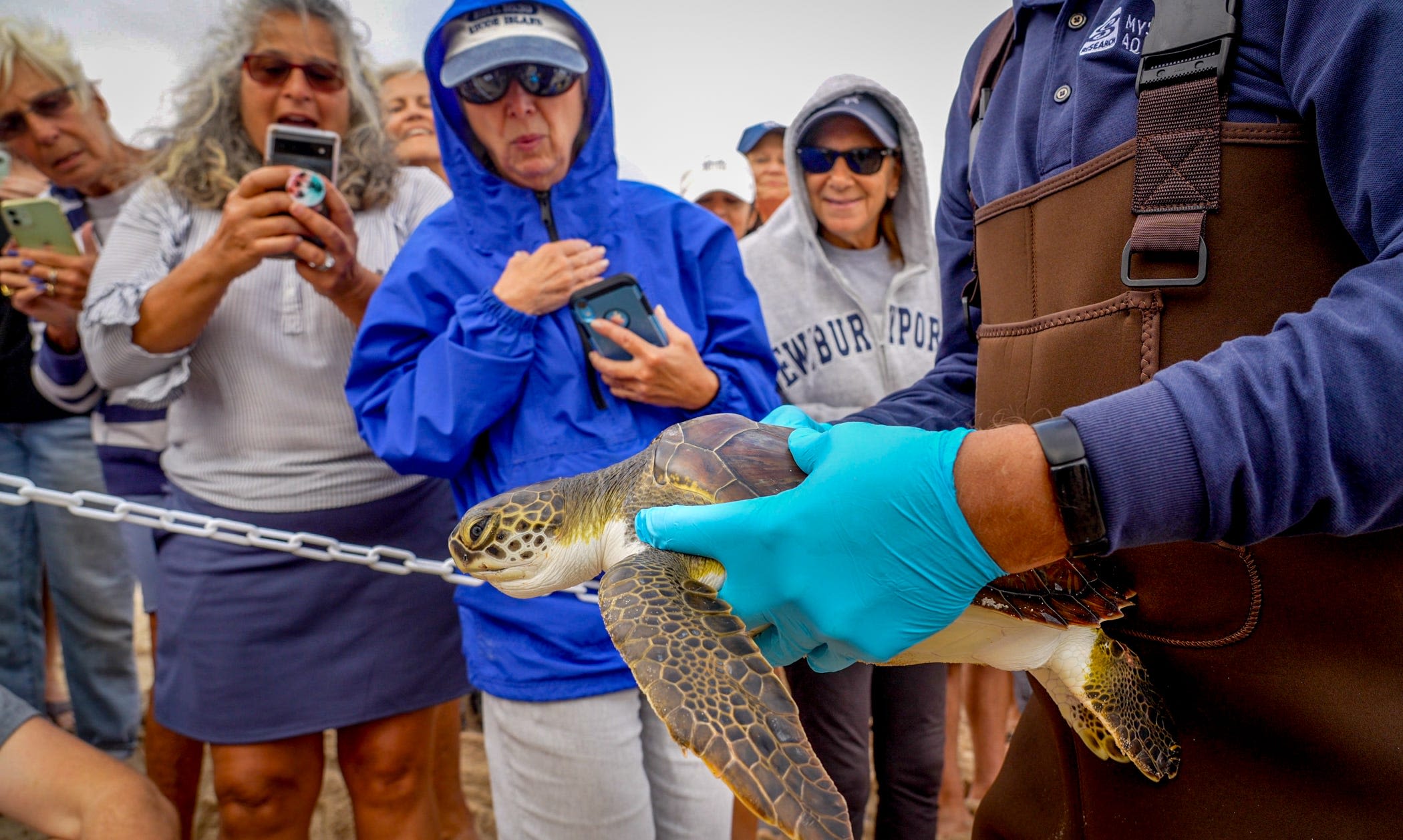 Sea turtles rescued in Middletown, Connecticut released back into wild as crowd watches