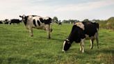 Dairy numbers fall as hundreds of producers quit the sector - Farmers Weekly