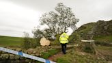 Sycamore Gap tree – latest: Man in his sixties arrested after felling of tree as teen released on bail