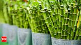 Bamboo Plant: Benefits of Keeping Bamboo Plant at Home | - Times of India