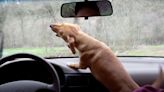 Have You Seen This? This dog clearly enjoys barking at windshield wipers