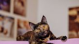 200 Tortoiseshell Cat Names for Your Bi-Colored Kitty