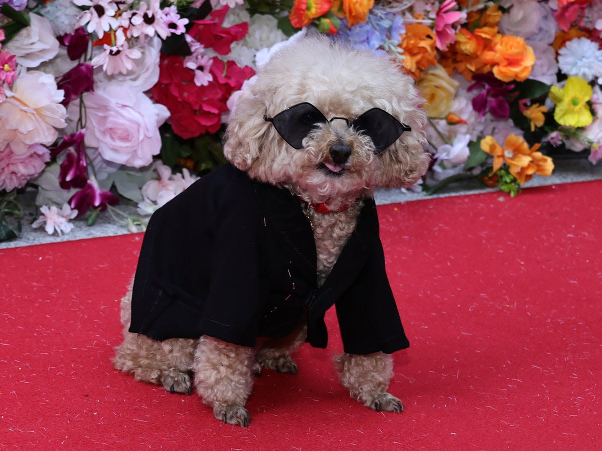 Designer Anthony Rubio unveils Pet Gala with 18 dogs on red carpet