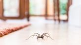 The 10 Most Common House Spiders to Look Out For, According to Experts