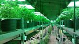 10 Medical Marijuana Stocks to Buy Now