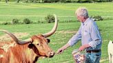 Former 'Survivor' contestant raises Texas Longhorn cattle as 'pasture ornaments'