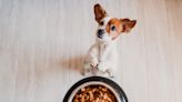 Best dry dog food, according to experts