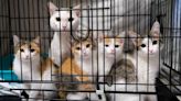 TikTok Influencer Saves 700 Cats by Raising More Than $190K