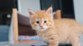 WWE Legend Steve Austin Adopts Ginger Kitten & Gives Them Most Meaningful Name