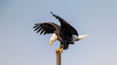 Bald eagles and ospreys may be removed from N.J.’s endangered species list