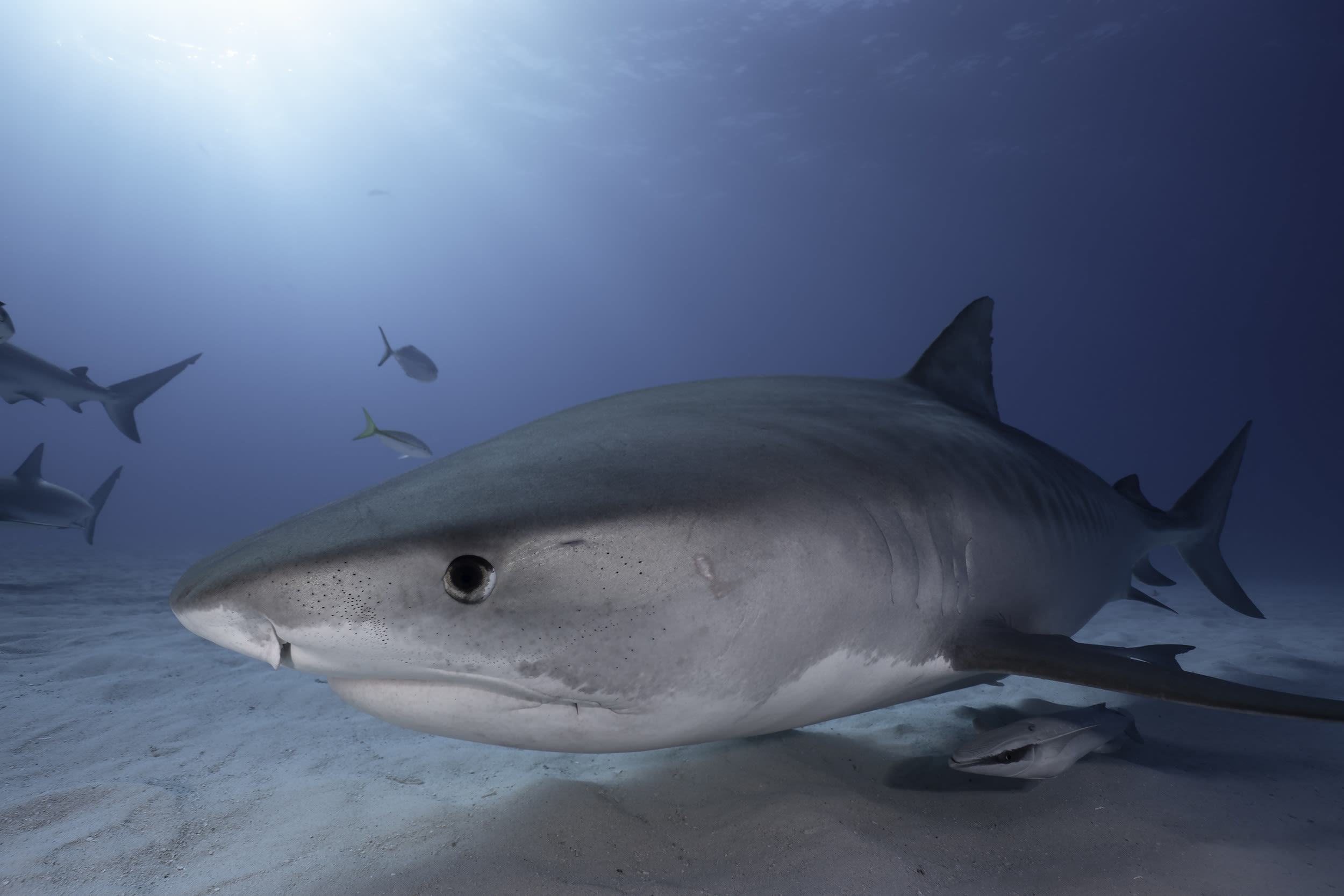 Underwater volcanoes made sharks more fierce: scientists