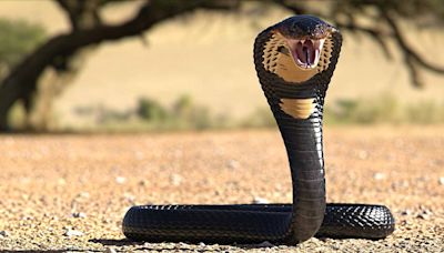 The Most Venomous Snake in the World and 19 Deadly Others