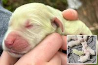 Limelight! Golden retriever puppy born with rare green fur goes viral