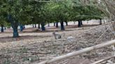Seis municipios de la Ribera en alerta por un exceso de conejos que daña las cosechas