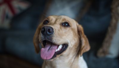 Study Finds Viral Videos of Dogs 'Talking' May Be Backed by Science