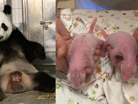 Hong Kong welcomes panda cubs from Ying Ying and Le Le, marking a special occasion for the city.