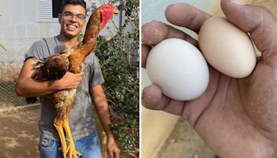 Galinhas gigantes têm dúzias de ovos por até R$ 800 em SP; saiba quanto vale o animal