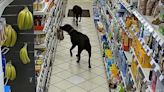 Labradors steal bread from the shelves in petrol station