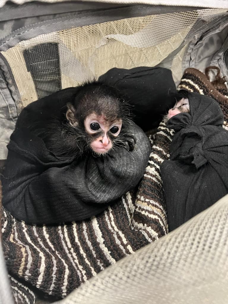 Border zoo asks for help taking care of smuggled spider monkeys