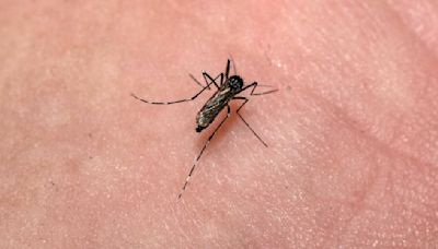 New York's first human case of eastern equine encephalitis reported in Ulster County