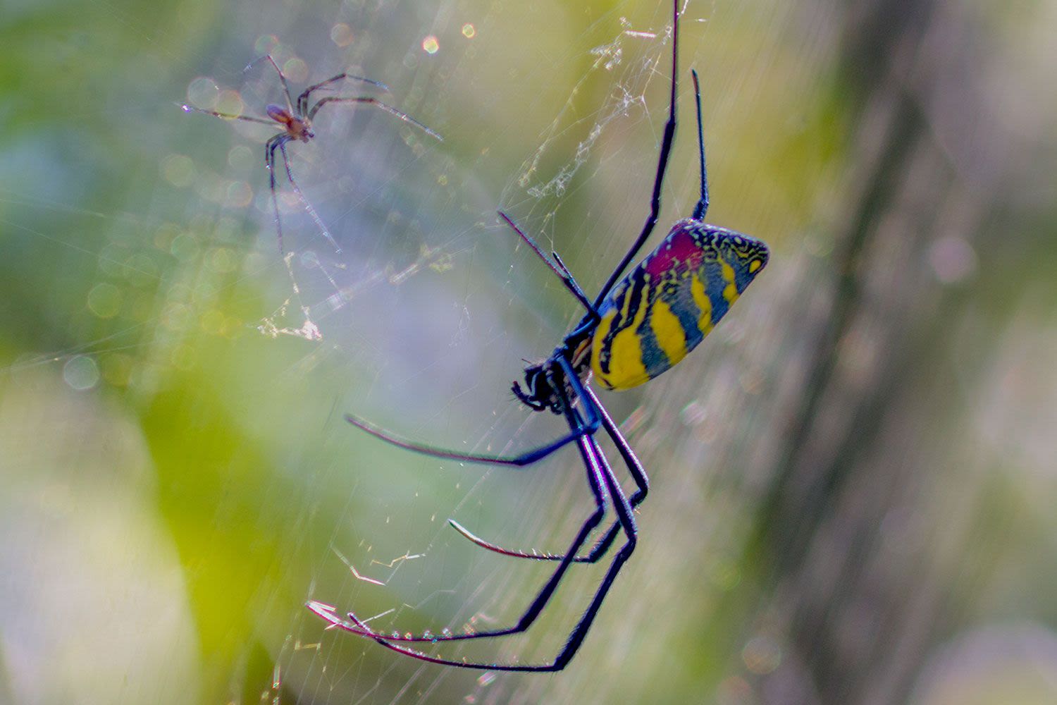 All About the Venomous Flying Spiders Invading This Summer — and When They're Coming to Your Area