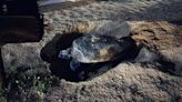 Rite of spring: Army base on Okinawa sees season’s first green sea turtle