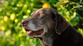 Labrador Retriever Sweetly Begging for Oreos Has People Wishing Dogs Could Eat Chocolate