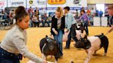 A behind the scenes look at Southern New Mexico State Fair Junior Livestock showing