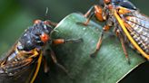 S.C. cicadas are so loud, some folks are calling the police