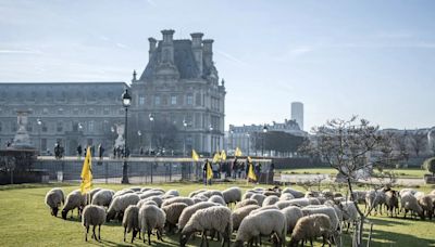 El número de lobos en Francia disminuyó un 9 % en 2023 y se quedó en 1.003 ejemplares