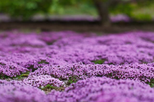 10 Fast-Growing Ground Cover Plants That Give Your Yard Quick, Beautiful Results