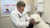 Dog flu cases on the rise in some U.S. regions this winter season