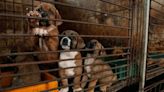 South Korea agrees historic ban on dog meat industry